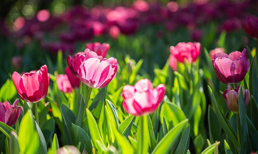 Tulip Flower In Spring, Spring Background. Spring Composition In