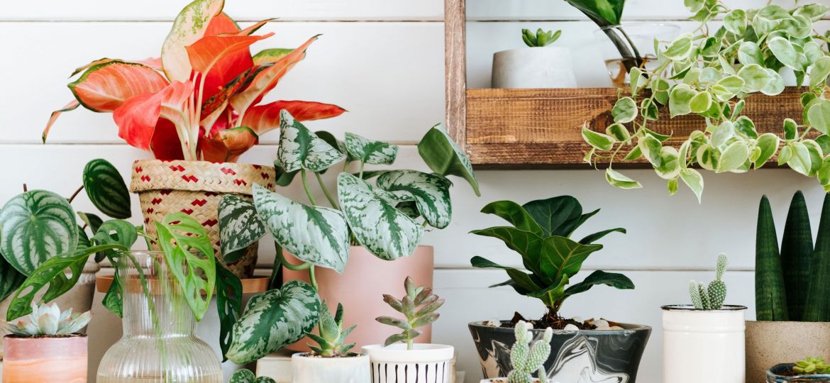 Indoor potted plants arrangement for home decor