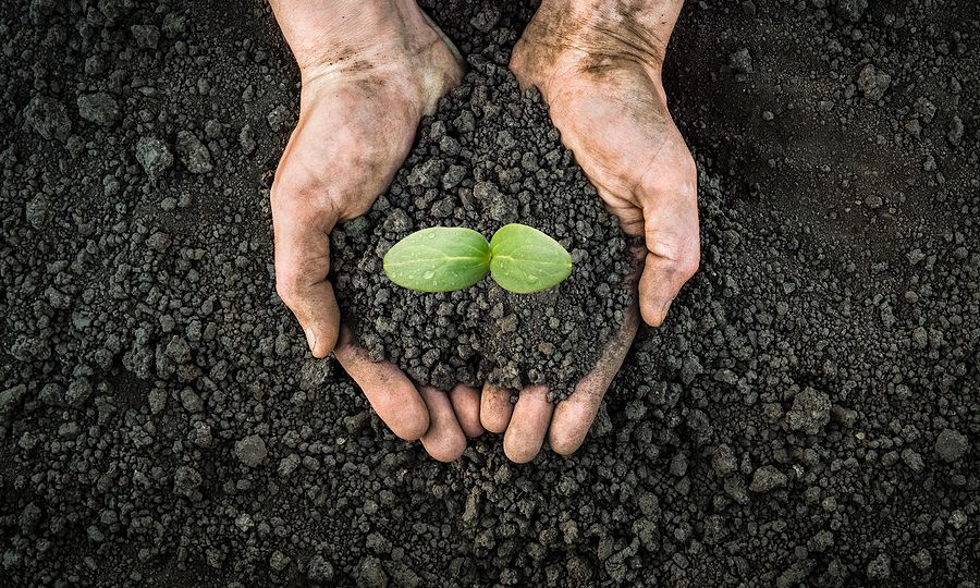 Sprouting Plant On Hands Full Of Fertile Soil Farmer Holding Pla